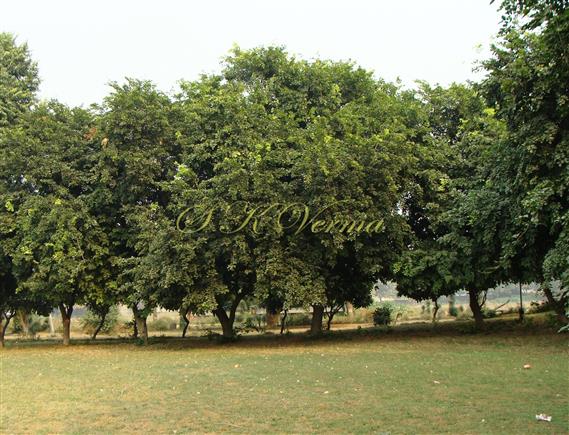  Trees